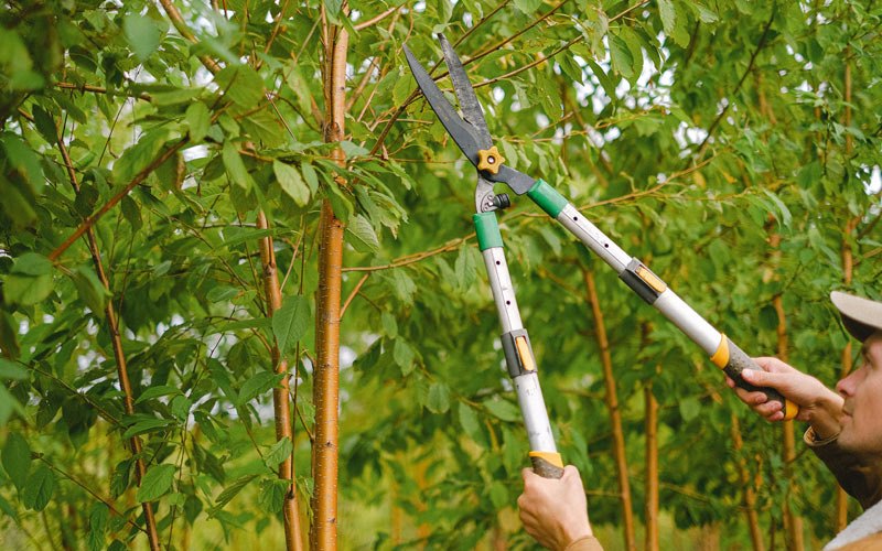 Tree trimming in Rock Hill, NY
